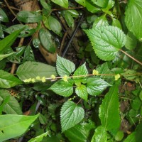 Laportea interrupta (L.) Chew